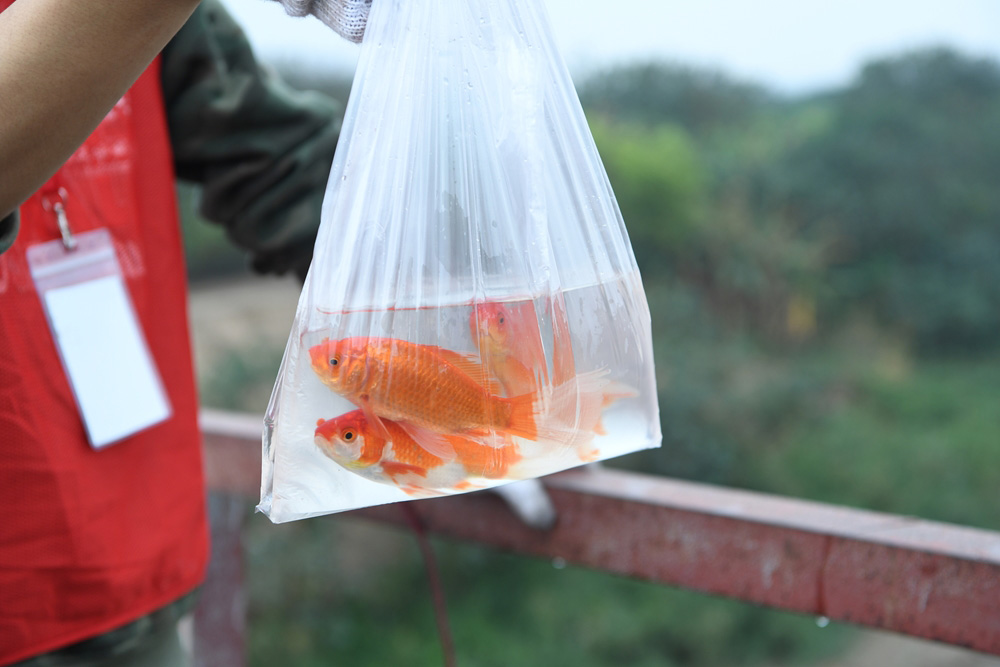 Thả cá đừng thả túi để bảo vệ môi trường